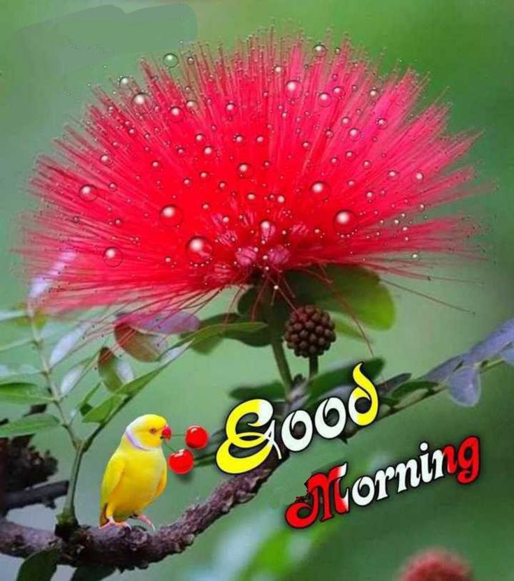 flower good morning images, beautiful good morning flowers, good morning flower photos, flower good morning pics, fresh flower good morning images, good morning wallpaper flowers, morning flower images, good morning rose images, good morning flower pictures, flower morning wishes