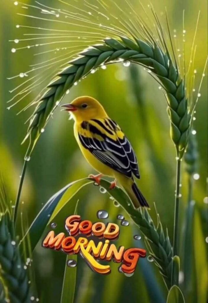 good morning images, good morning photos, good morning pics, good morning picture, good morning dp, good morning wallpapers, beautiful good morning images, hd good morning wallpapers, good morning wishes images, good morning images with quotes